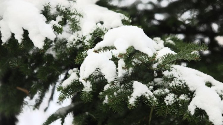 Снимка: Bulgaria ON AIR