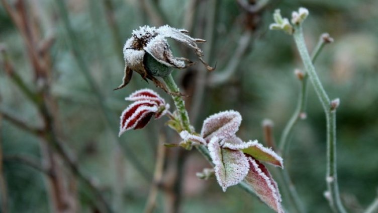 Снимка: Pixabay