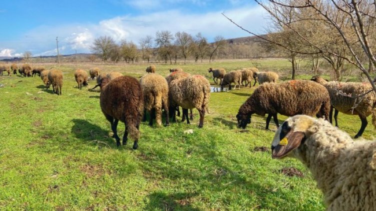 Снимка: БГНЕС