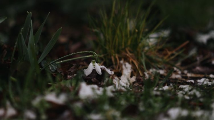 Снимка: архив, БГНЕС