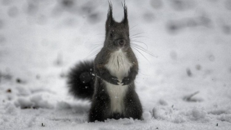 Снимка: Димитър Кьосемарлиев, Dnes.bg