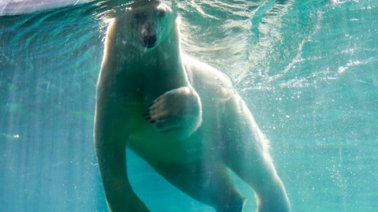 Снимка: архив, БГНЕС