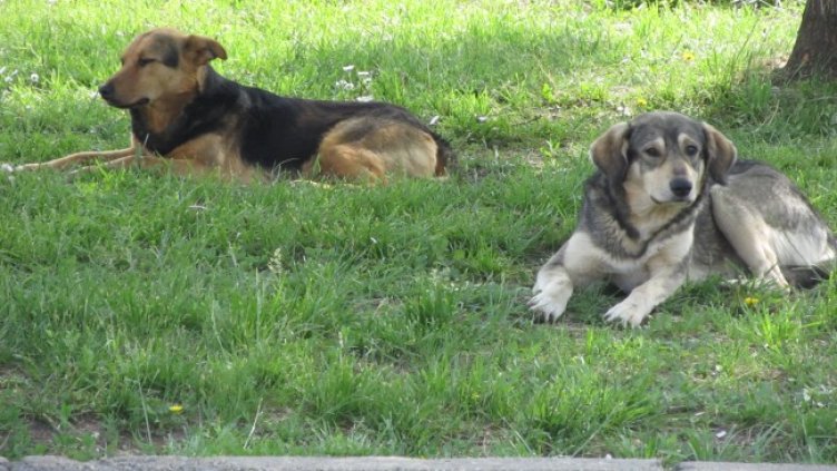 Снимка: архив, БГНЕС