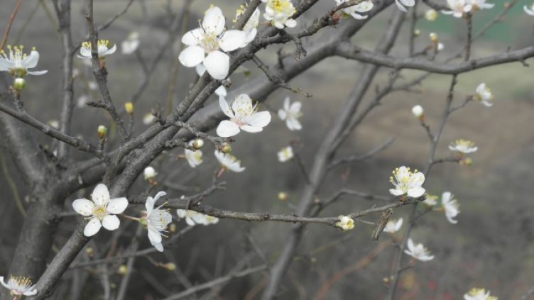 Снимка: БГНЕС, архив