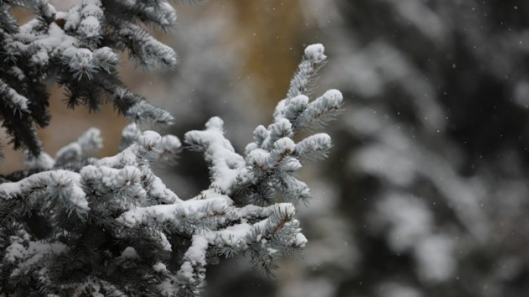 Снимка: архив, БГНЕС