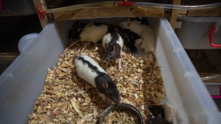 Снимка: архив, БГНЕС