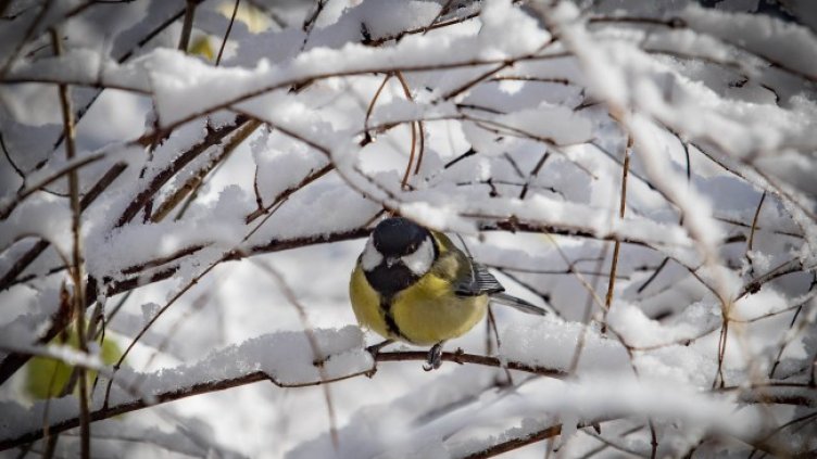 Снимка: Димитър Кьосемарлиев, Dnes.bg