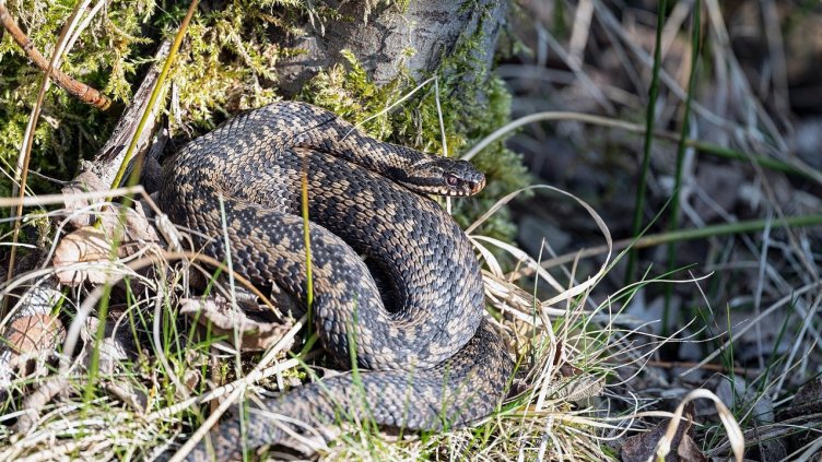 Снимка: Pixabay/ Georg_Wietschorke