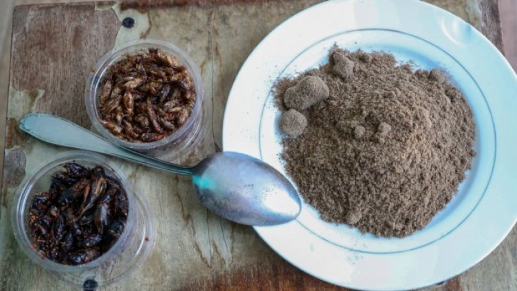 Снимка: архив, БГНЕС