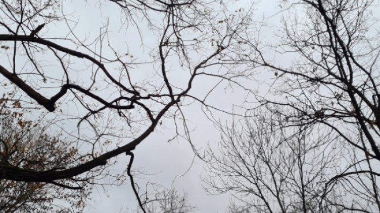 Снимка: архив, БГНЕС