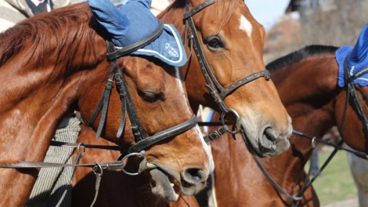 Снимка: архив, БГНЕС