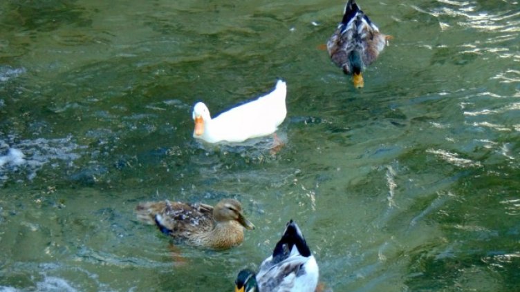 Снимка: архив, БГНЕС