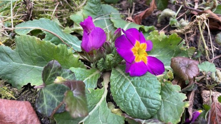 Снимка: архив, БГНЕС