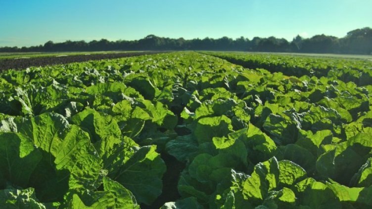 Снимка: Pixabay