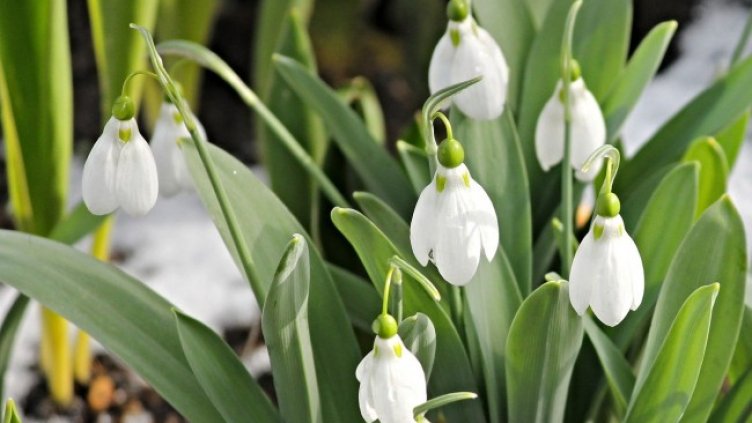 Снимка: Pixabay