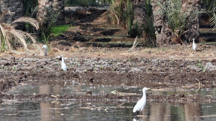 Снимка: архив, БГНЕС