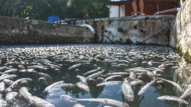 Снимка: Димитър Кьосемарлиев, Dnes.bg