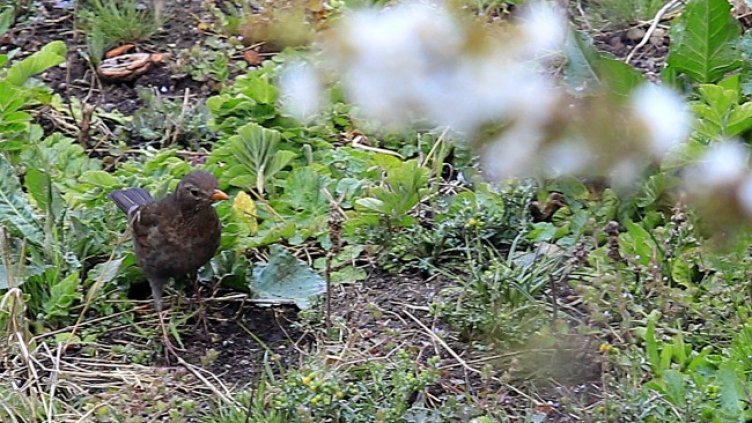 Снимка: архив, БГНЕС
