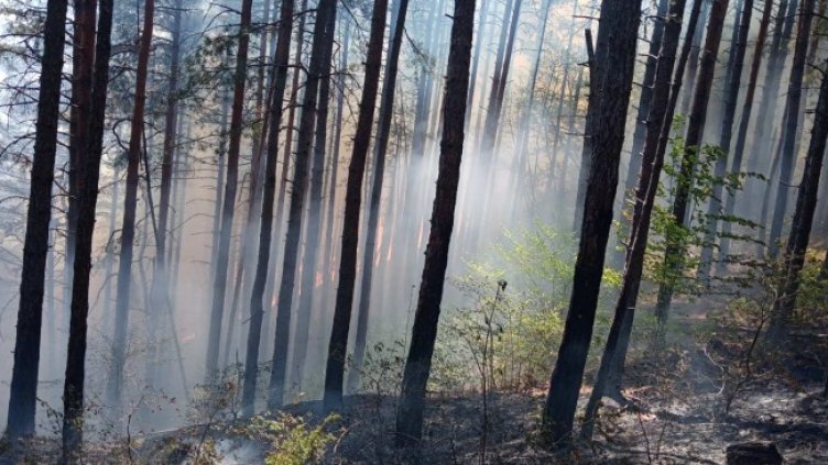 Снимка: БГНЕС