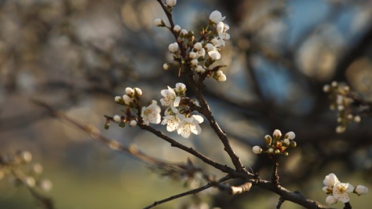 Снимка: архив, БГНЕС
