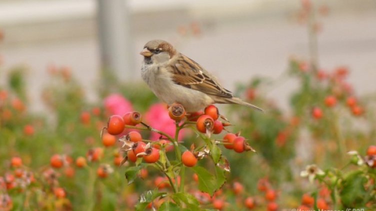 Снимка: БДЗП, Ирина Матеева