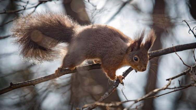 Снимка: Димитър Кьосемарлиев, Dnes.bg
