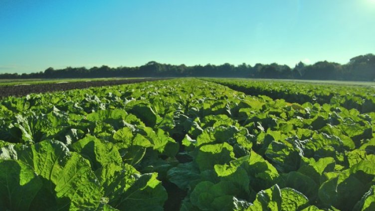 Снимка: Pixabay