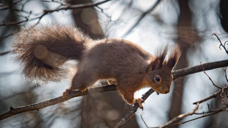 Снимка: Димитър Кьосемарлиев, Dnes.bg