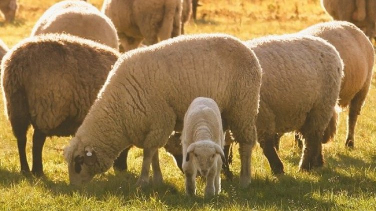 Снимка: Pixabay