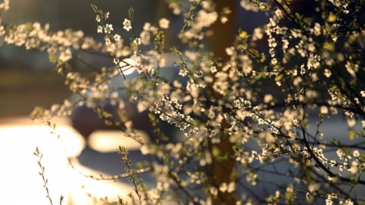 Снимка: архив, БГНЕС