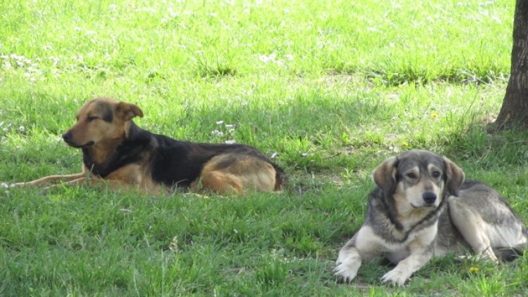 Снимка: БГНЕС, архив