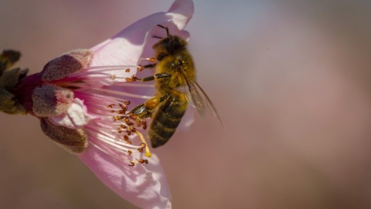 Снимка: архив, БГНЕС