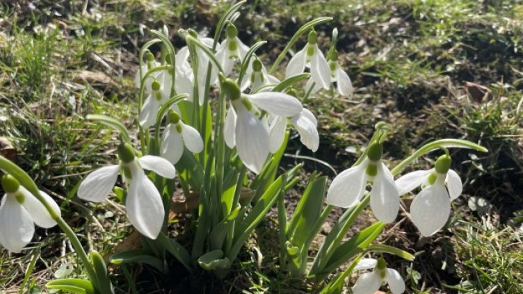 Снимка: БГНЕС