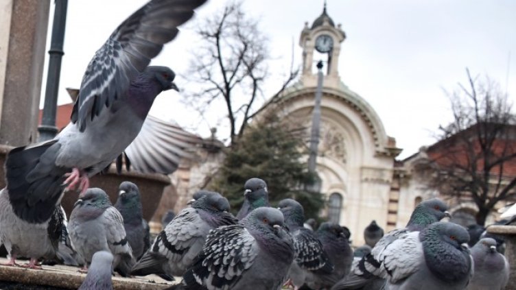 Снимка: архив, БГНЕС