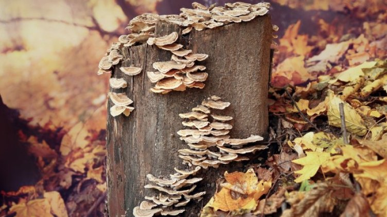 Снимка: Pixabay/Valiphotos