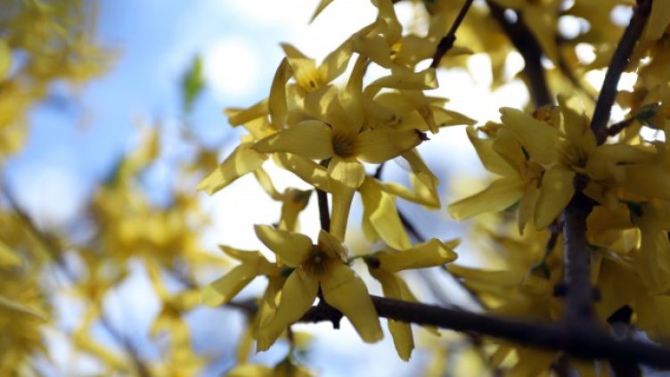 Снимка: архив, БГНЕС