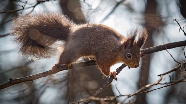 Снимка: Димитър Кьосемарлиев, Dnes.bg