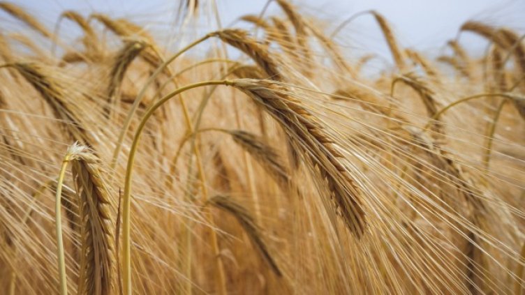 Снимка: Pixabay