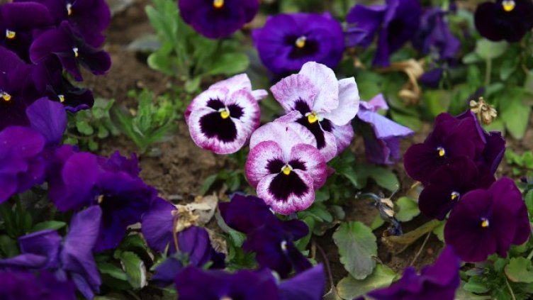 Снимка: архив, БГНЕС