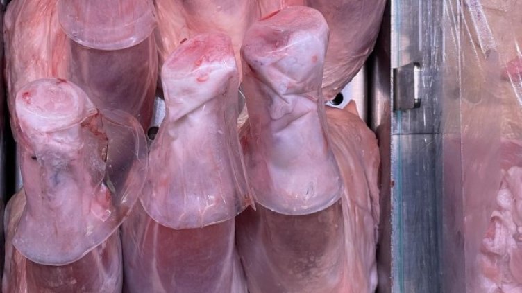 Снимка БГНЕС