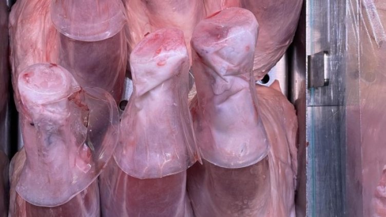 Снимка БГНЕС