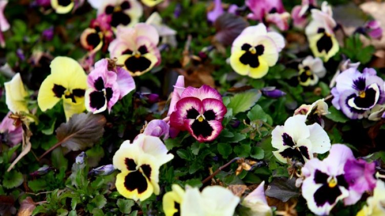 Снимка: архив, БГНЕС