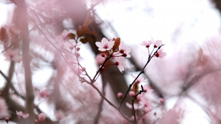 Снимка: архив, БГНЕС