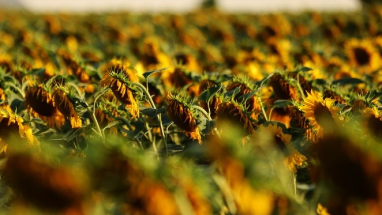 Снимка БГНЕС