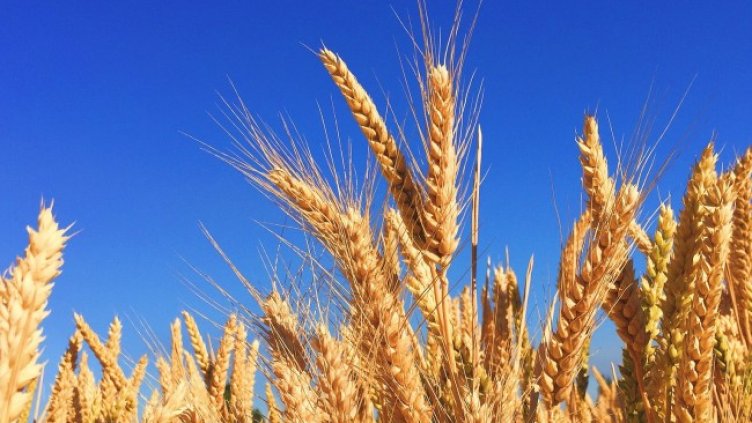 Снимка: Pixabay