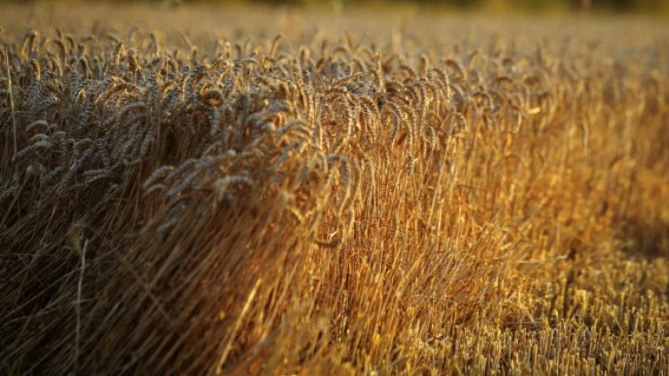 Снимка: архив, БГНЕС