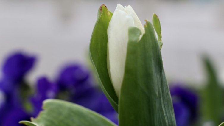 Снимка: архив, БГНЕС