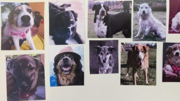 Снимка БГНЕС