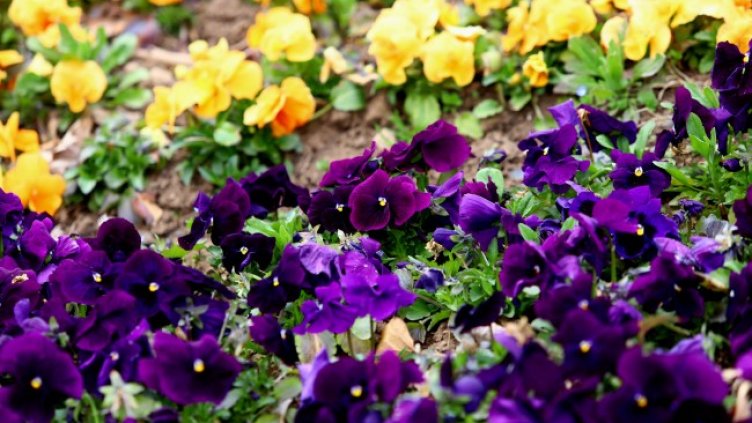 Снимка: архив, БГНЕС