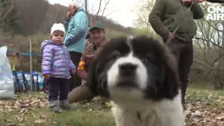 В с. Железница се проведе изложба на каракачански кучета 